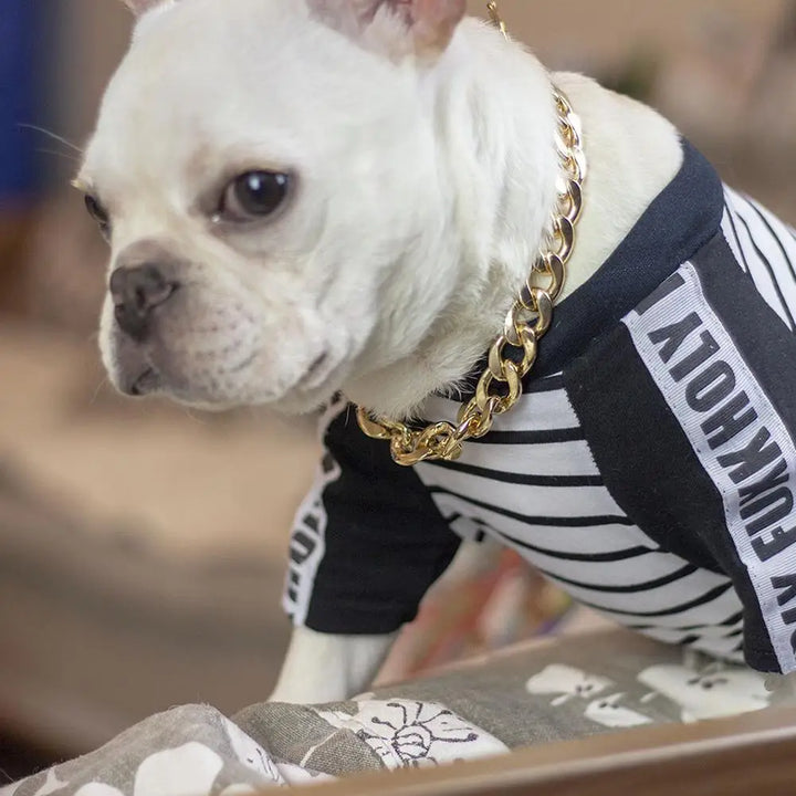 Collier doré chien puissant : sobre, statutaire, taillé pour les vrais liens