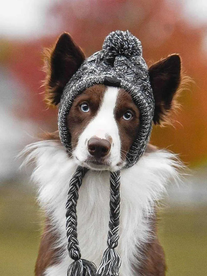 Bonnet tricoté chaud pour chien avec pompon - HautePattes