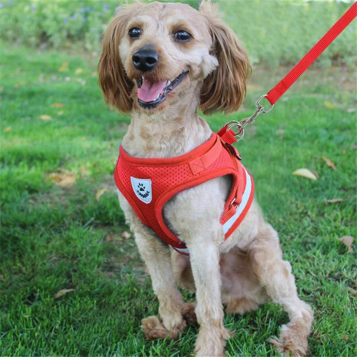 Harnais respirant chat et petit chien léger sûr et visible