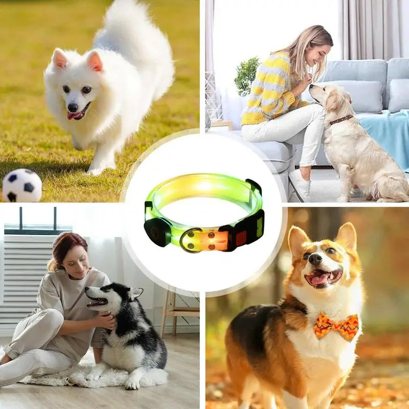 Collier lumineux chien : balades nocturnes en toute sécurité