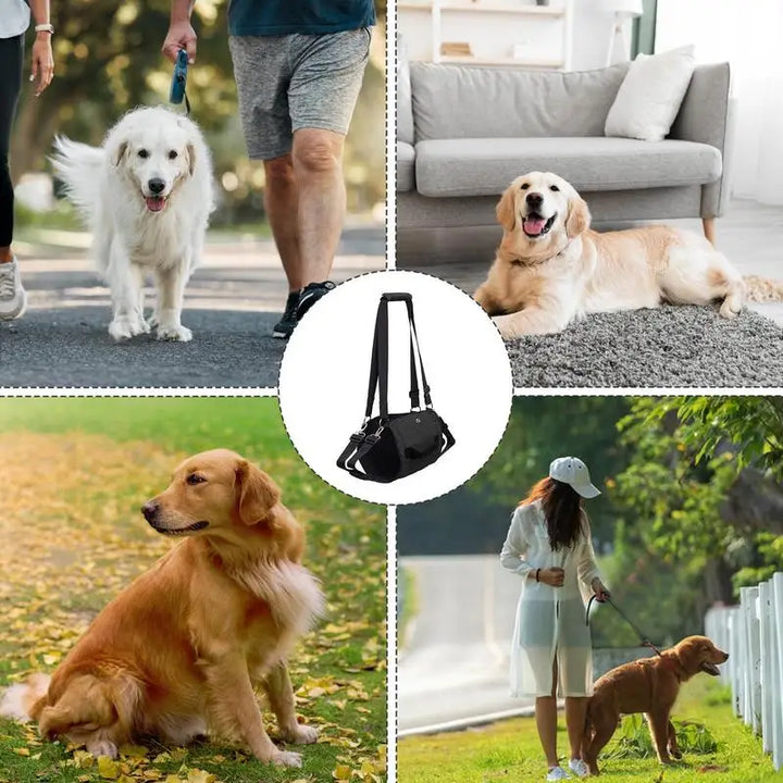 Harnais de soutien pour chien : marcher encore, ensemble