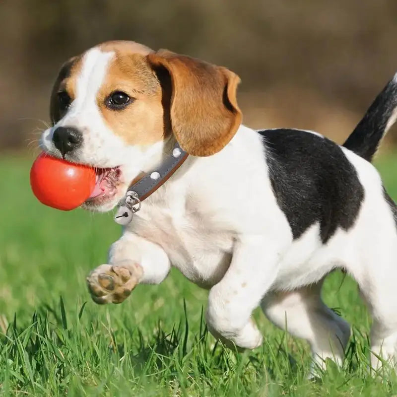 Collier réfléchissant pour chien avec boucle rivet - HautePattes