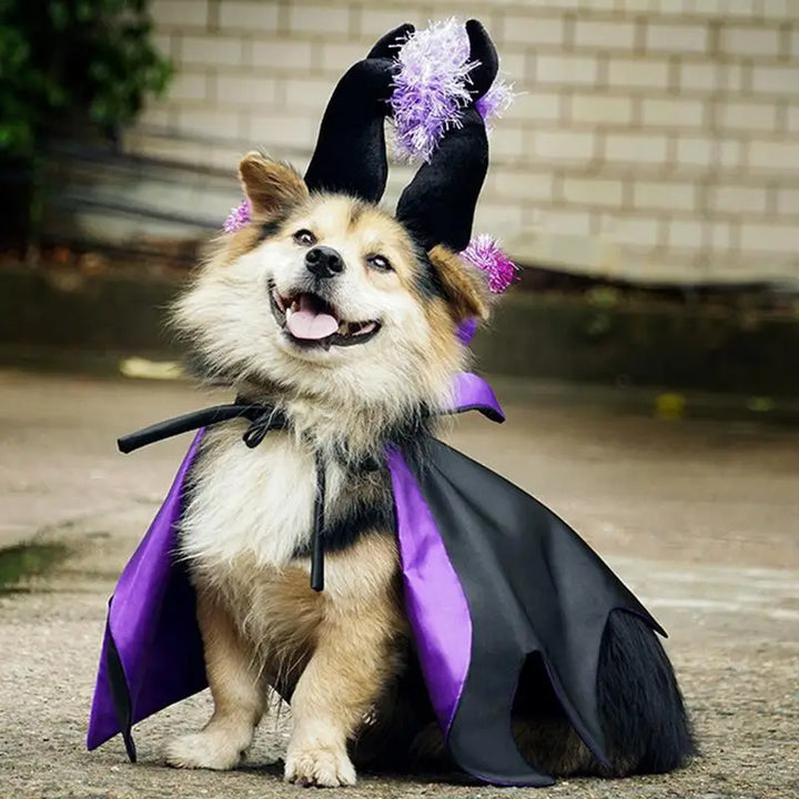Costume Halloween chien & chat : magique, drôle et attachant