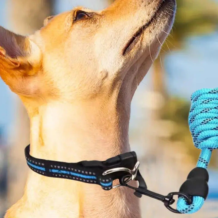 Collier réfléchissant chien – Pour les balades même dans l’ombre