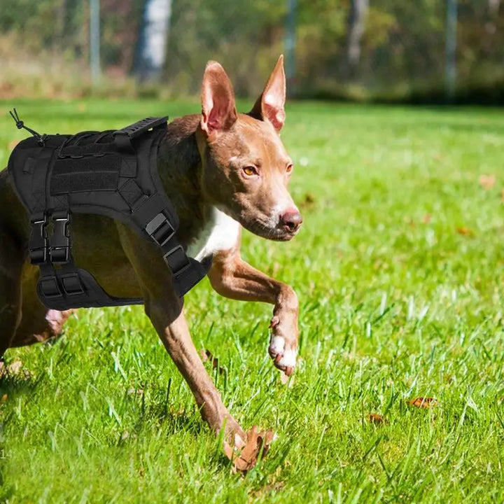 Harnais réglable chien puissant – Force respectée liberté guidée