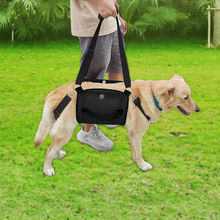 Harnais de soutien pour chien : marcher encore, ensemble