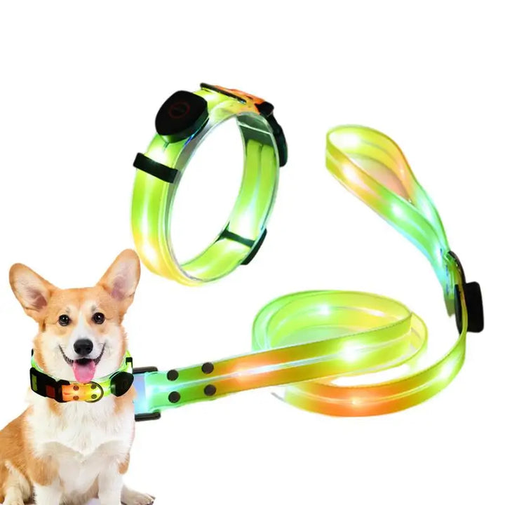 Collier lumineux chien : balades nocturnes en toute sécurité
