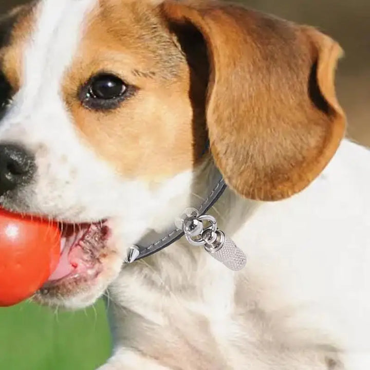 Collier réfléchissant pour chien avec boucle rivet - HautePattes