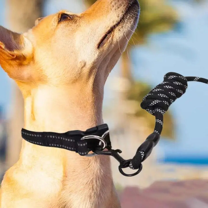 Collier réfléchissant chien – Pour les balades même dans l’ombre