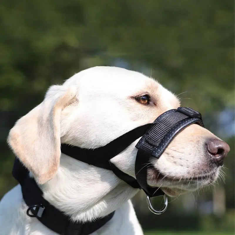 Muselière panier pour chien : encadrez-le avec calme, protégez-le avec amour