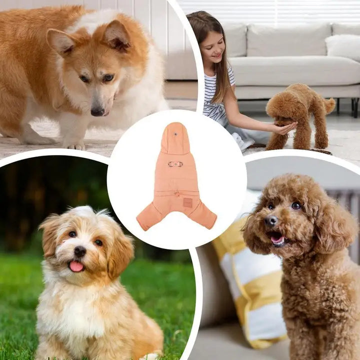 Manteau imperméable à capuche pour chien stylé et protégé