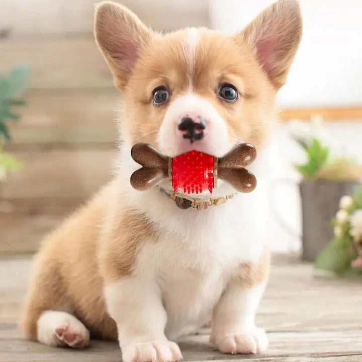 Jouet à mâcher soin dentaire pour Chien - HautePattes