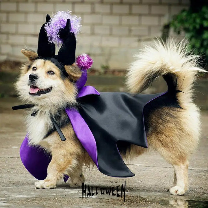 Costume Halloween chien & chat : magique, drôle et attachant
