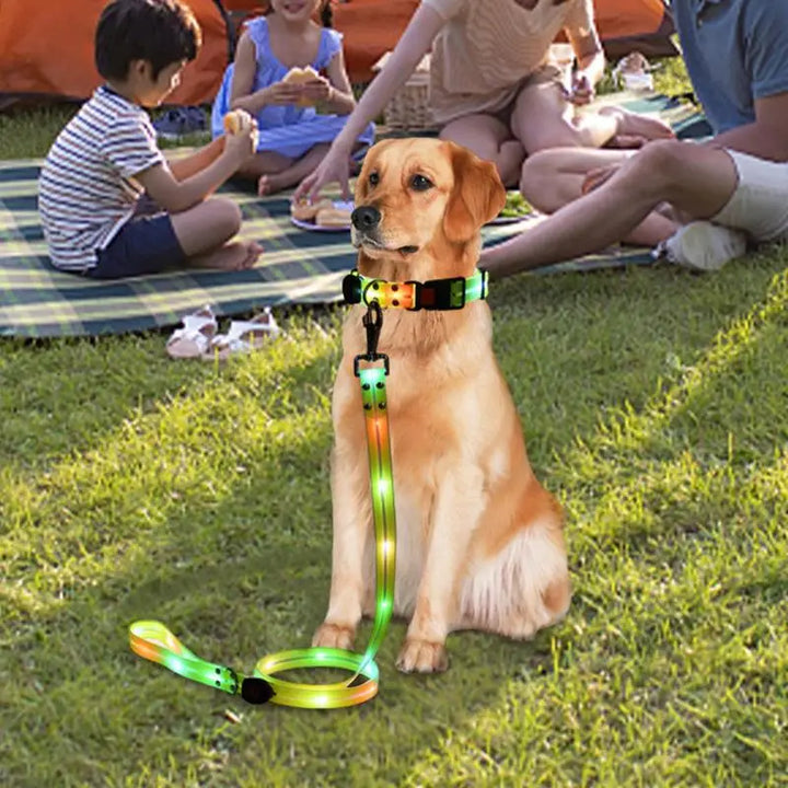 Collier lumineux chien : balades nocturnes en toute sécurité