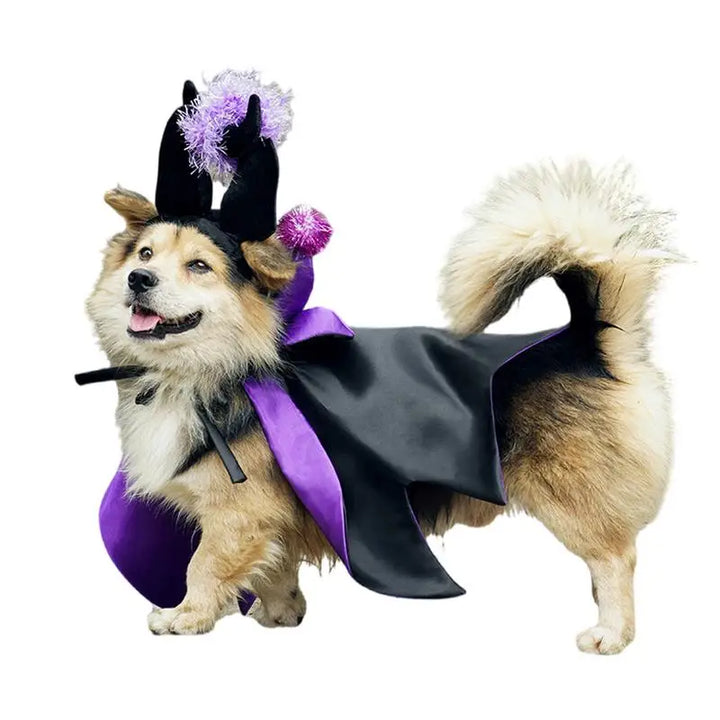 Costume Halloween chien & chat : magique, drôle et attachant