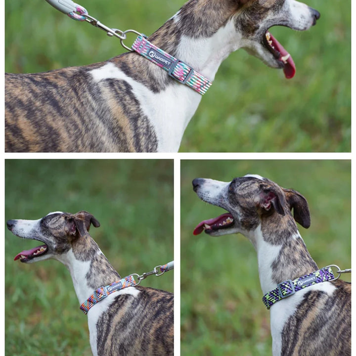 Collier réfléchissant chien & chat : visible la nuit, discret au quotidien