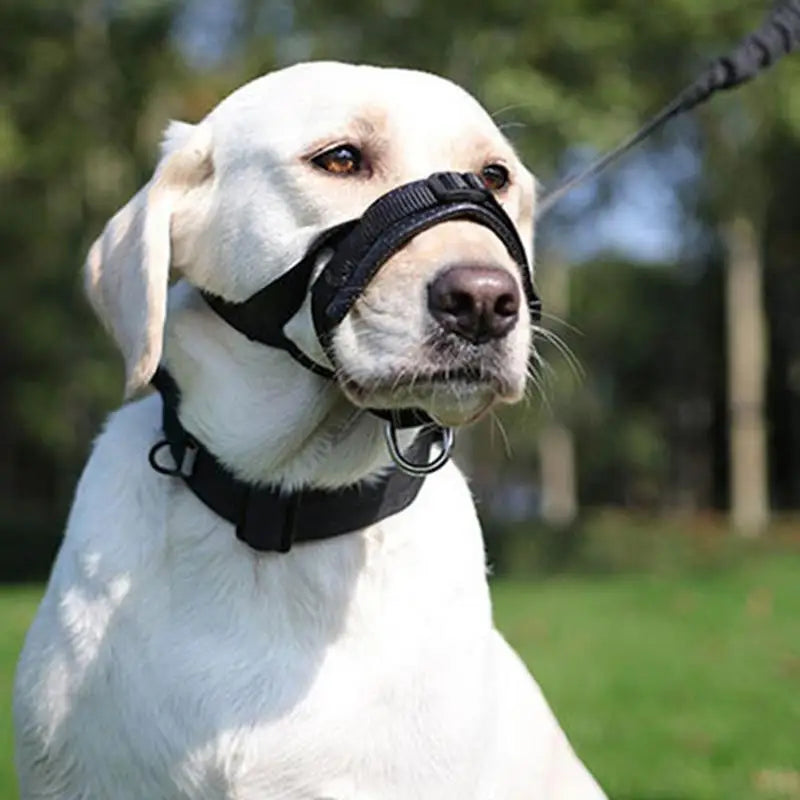 Muselière panier pour chien : encadrez-le avec calme, protégez-le avec amour