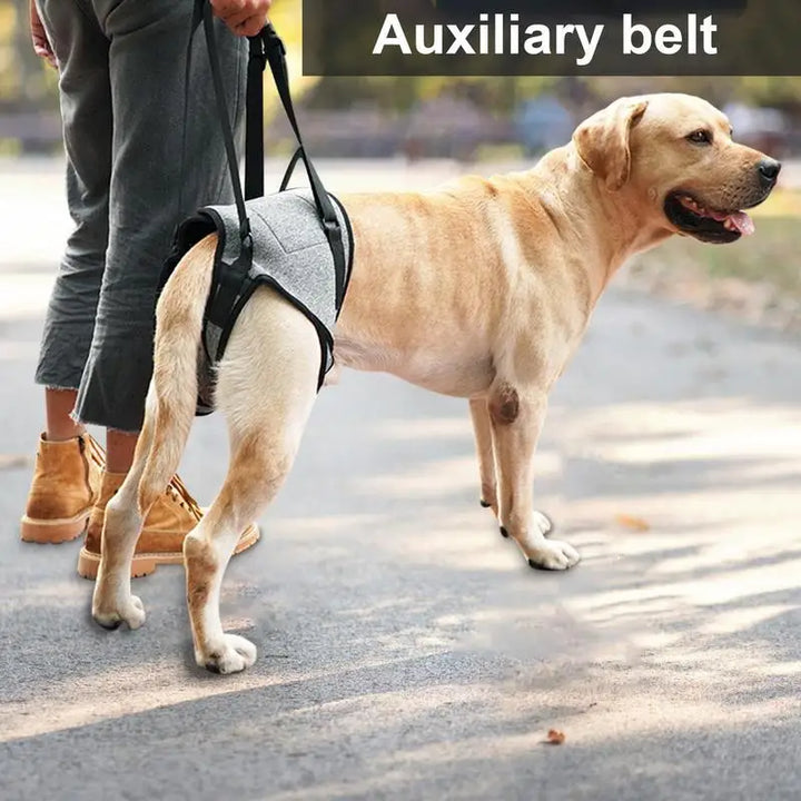 Harnais arrière pour chien âgé soutien doux et respectueux