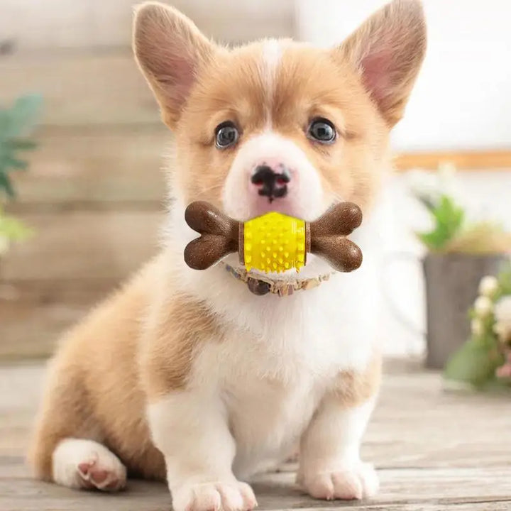 Jouet à mâcher soin dentaire pour Chien - HautePattes