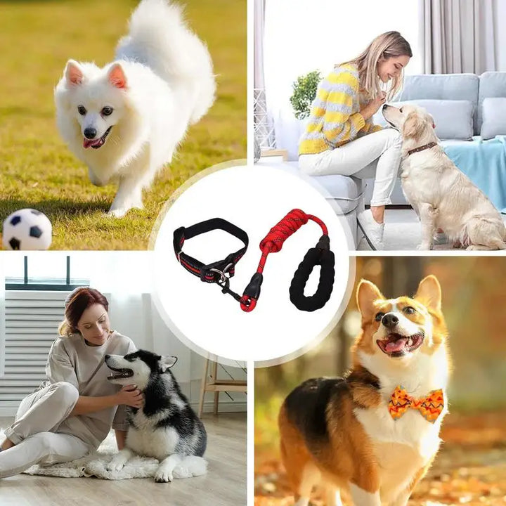 Collier réfléchissant chien – Pour les balades même dans l’ombre