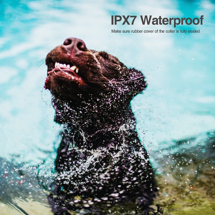 Collier sonore pour chien – Un signal, et il revient avec confiance