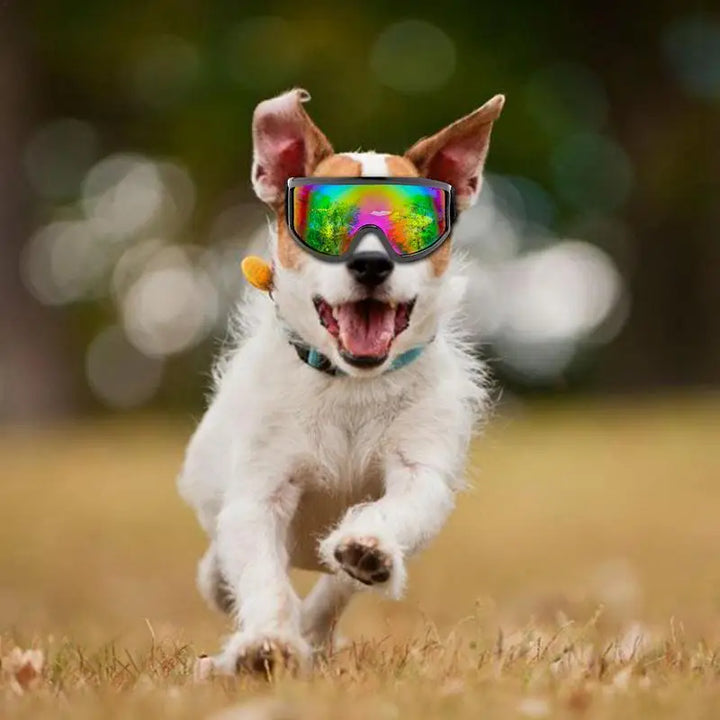 Lunettes pour chien protection UV - HautePattes