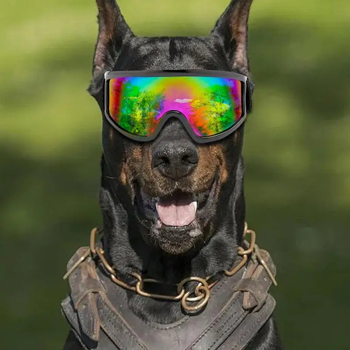 Lunettes pour chien protection UV - HautePattes