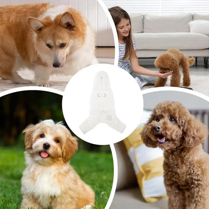 Manteau imperméable à capuche pour chien stylé et protégé