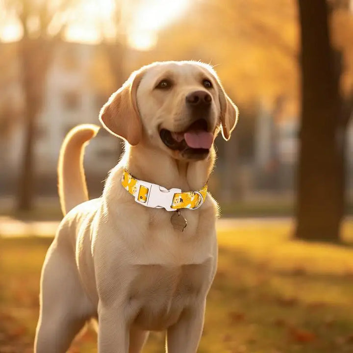 Collier chien coton jaune – Fun, confort et tendresse au cou