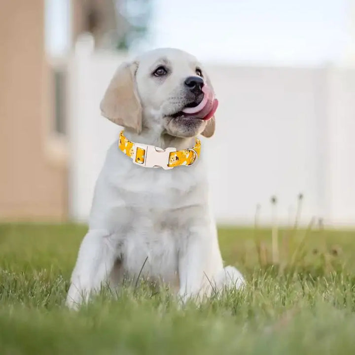 Collier chien coton jaune – Fun, confort et tendresse au cou