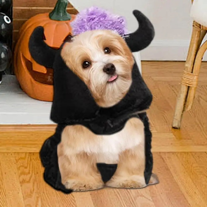 Costume Halloween chien & chat : magique, drôle et attachant