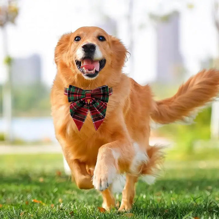 Collier chien nœud papillon – Élégance chic au quotidien