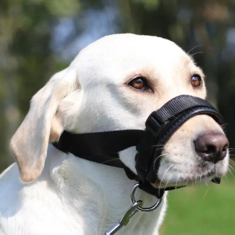 Muselière panier pour chien : encadrez-le avec calme, protégez-le avec amour