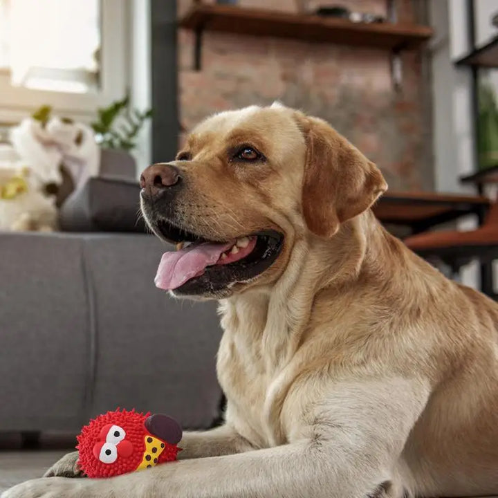 Jouet Couineur en Latex Naturel pour Chien - HautePattes