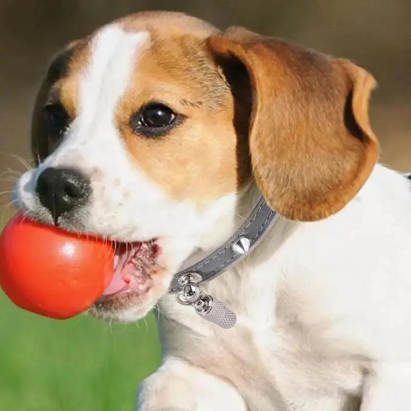 Collier réfléchissant pour chien avec boucle rivet - HautePattes