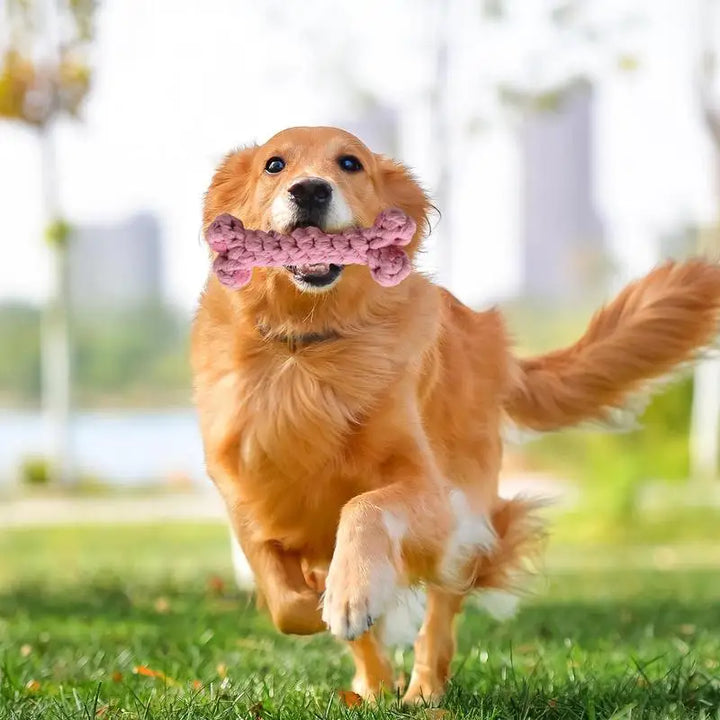 Jouet à mâcher en forme d’os pour chien - HautePattes