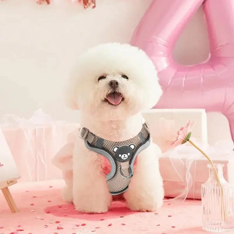 Harnais lumineux chien chat visible de nuit sans stress