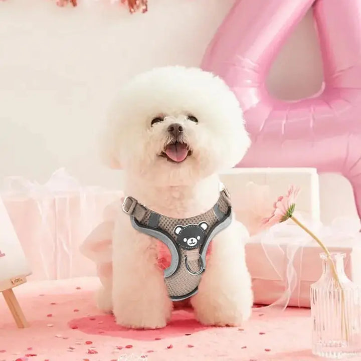 Harnais lumineux chien chat visible de nuit sans stress