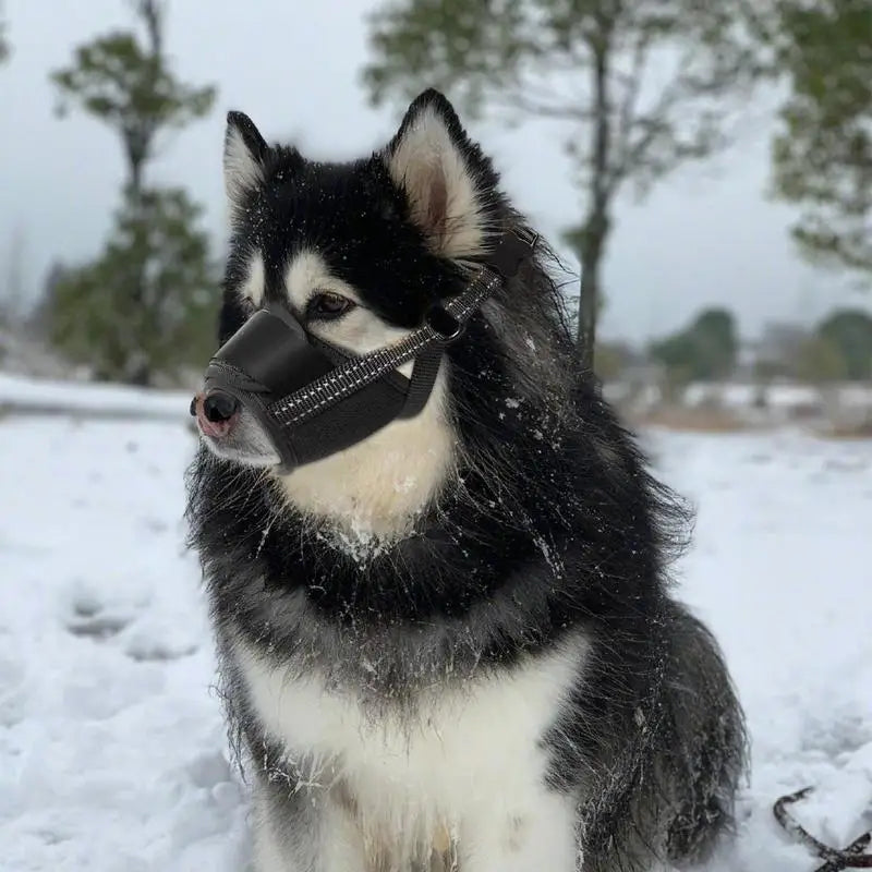 Muselière pour grand chien : protégez sans brimer, encadrez avec amour