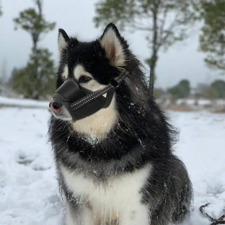 Muselière pour grand chien : protégez sans brimer, encadrez avec amour