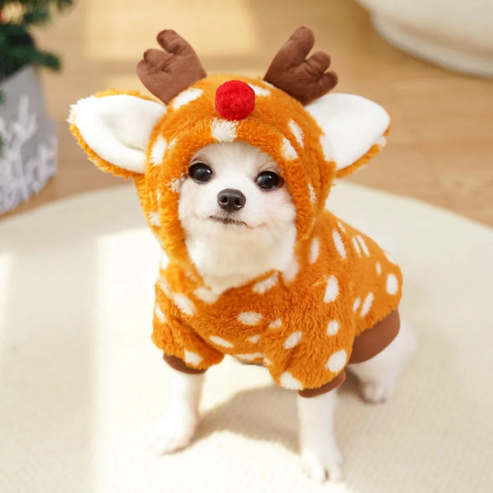 Costume renne pour chien : chaleur, douceur, photos craquantes