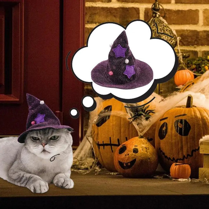 Costume sorcier chien & chat : léger, brillant et irrésistible