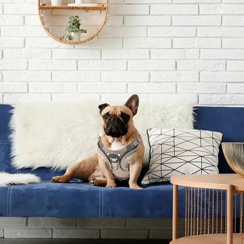 Harnais lumineux chien chat visible de nuit sans stress