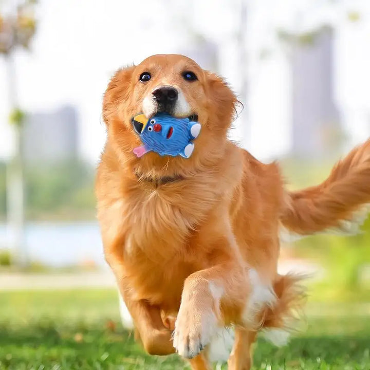 Jouet Couineur en Latex Naturel pour Chien - HautePattes