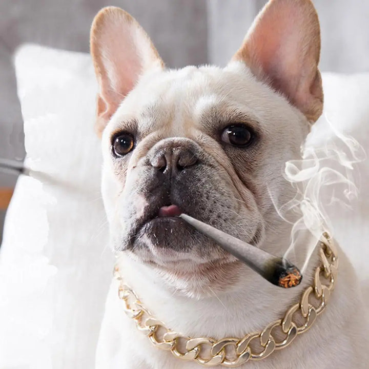 Collier doré chien puissant : sobre, statutaire, taillé pour les vrais liens