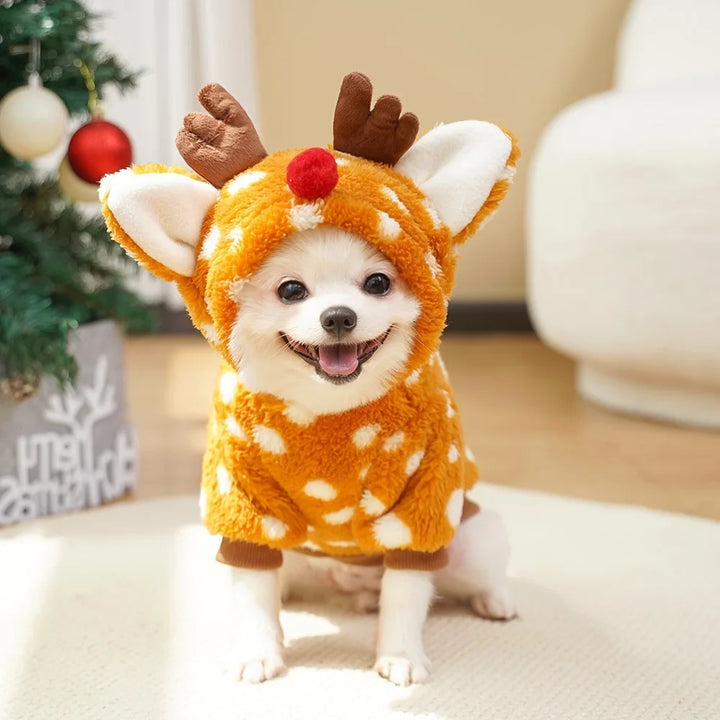 Costume renne pour chien : chaleur, douceur, photos craquantes