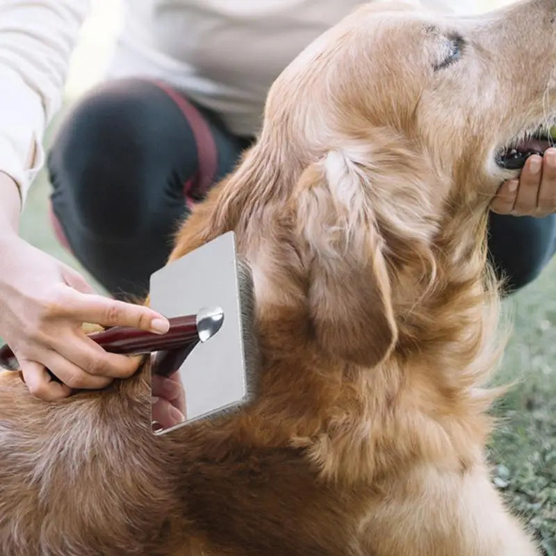Peigne brosse chien chat bois : soin calme & complicité
