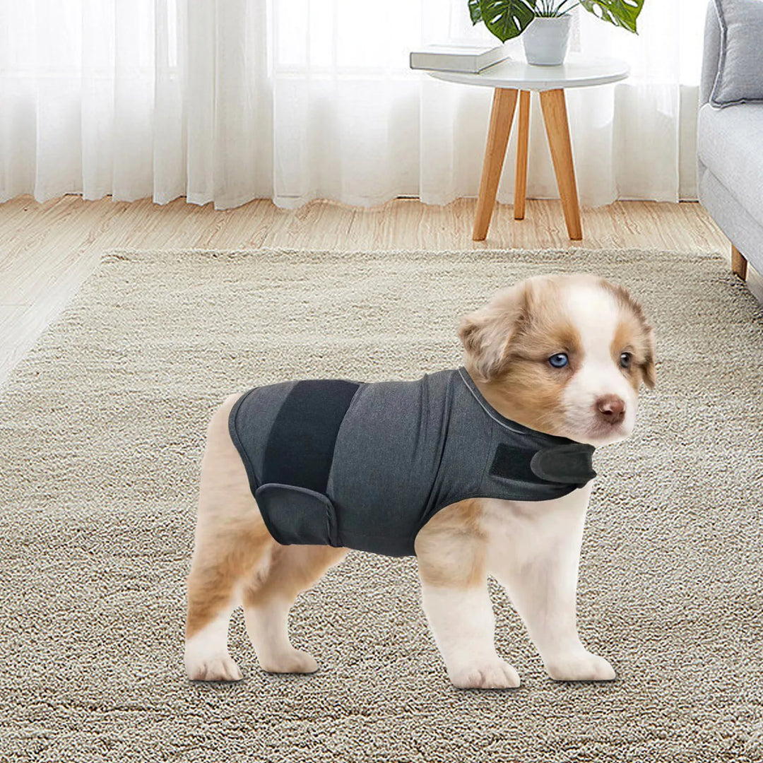 Un câlin continu pour chiens anxieux ou stressés