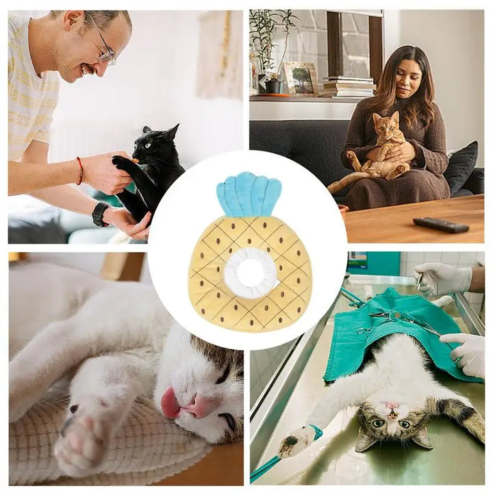 Collerette pour chat fruits - HautePattes
