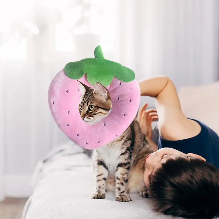 Collerette pour chat fruits - HautePattes